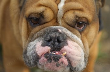 Portrait of an English Bulldog in relation bleak