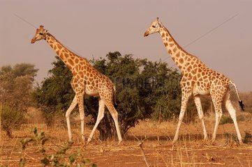 Girafes de l'Ouest Niger