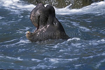 Eléphant de mer du nord mâle grognant dans l'eau