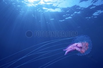 Mauve stinger jellyfish swimming