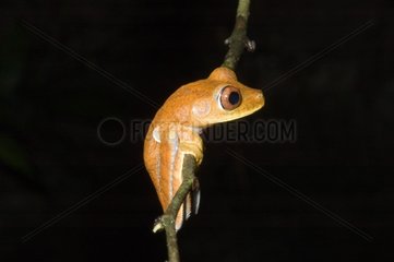 Map Treefrog on a branch French Guiana