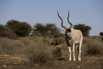Addax in the National park of Bou-Hedma in Tunisia