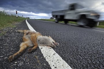 Red fox cub crashed on a road Scotland