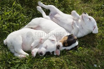 MÃ¼ll von Jack Russell Terrier Welpen im Gras gelogen