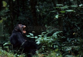 Eastern Common Chimpanze ruft Gombe NP Tansania
