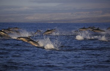 Lange Nase Delphin Hawaii USA