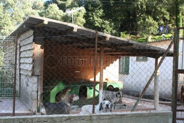 Group dogs in a kind of hen house of the kennels