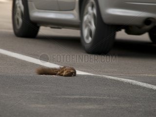 Squirrel crashed on the road in the Doubs France