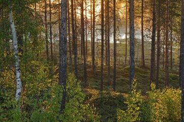 Sun unlighting a peat bog in undergrowth Finland
