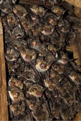 Kolonie von Maus-Ear-Fledermaus unter dem Dach eines Hauses Frankreich
