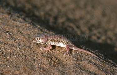 Elegant Gecko on sand Sahara Tunisia