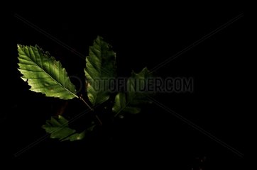 Blätter im Schatten von Underwood Frankreich