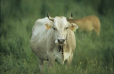 Rinder mit Aurmularschleifen Die Spanienkennung
