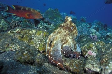 Indo-Pacific Day Octopus hunting followed by a Grouper Bali
