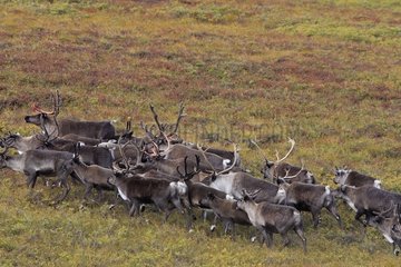 Herd of Caribous in tundra Nome Alaska