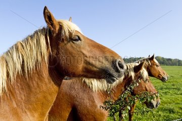 Comtois horses in a meadow in the Haute-Saone France