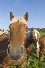 Comtois horses in a meadow in the Haute-Saone France