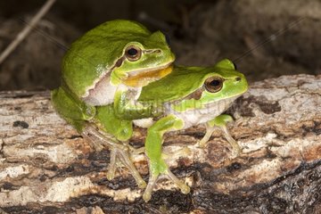 European Tree Frogs mating in the spring France
