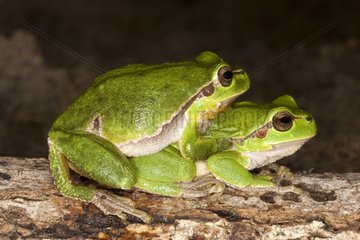 European Tree Frogs mating in the spring France
