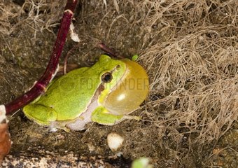 Male European Tree Frog in breeding season