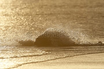Female Grey seal playing in the surf Lincolnshire UK