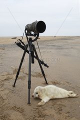 Pup Grey seal under a tripod Lincolnshire UK