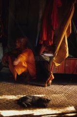 Chaton de gouttière couché et moine Cambodge