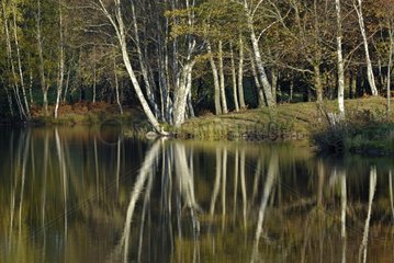 Fall Reflections in a pond in the Milles region