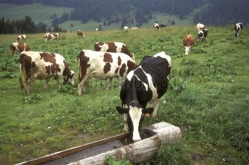 Cows grazing and drinking in an alpine meadow France