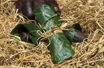 Cocoa in Guadeloupe