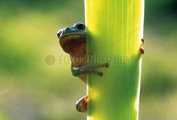 Green tree frog fixed on a stem France