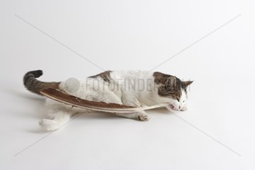 Cat nibbling a feather for fun in a house