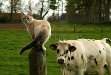 Cow looking at a cat perched on a post France