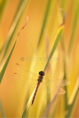 Vagrant Darter Dragonfly at dusk in the tall grass Ardèche