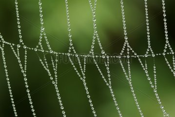 Dew on a web of Epeira France