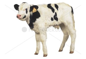 Veau Prim'Holstein en pied sur fond blanc