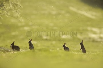 SorgfÃ¤ltige europÃ¤ische Kaninchen bei der KlÃ¤rung von Aube Frankreich