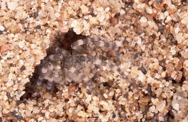 Jeune Lycose des sables à l'entrée de son terrier