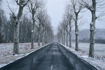 Road and trees in winter