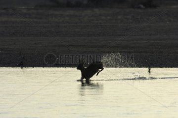 Male Roedeer jumping in the river Allier France