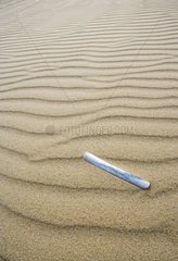 Jackknife clam shell on a sandy beach Dunnet Bay Scotland