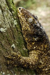 Male New Caledonian Giant Gecko camouflaged New Caledonia