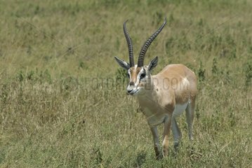 Grant's Gazelle walking in the savanna Serengeti Tanzania