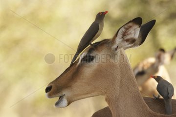 Red billed Oxpeckers posed on an Impala South Africa
