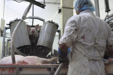 Blutende Schweine nach dem Tod von Rodez Slaughterhouse Frankreich