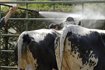 Kühe in Comice Agricole 'im Sommer' im Vosgienne '