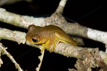Kleiner Baumfrosch auf einem französischen Zweig -Guayana