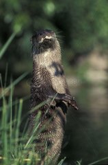 Europäischer Otter  der im Elsass Frankreich Gras steht
