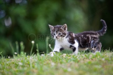 Kitten in the grass in Lautenbach Alsace France