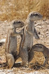 South African ground squirrels smelling themsel Etosha NP